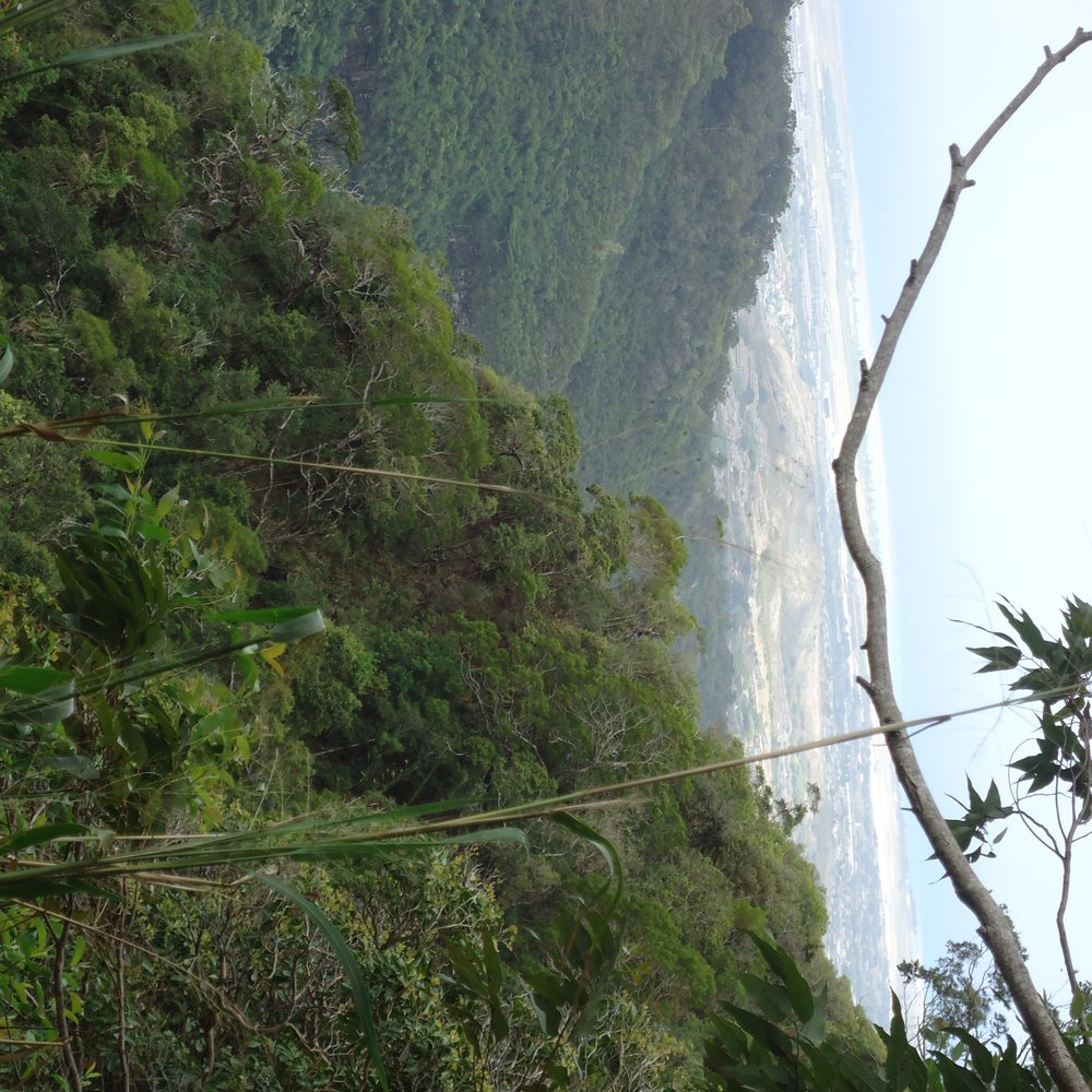 Aiea Loop Trail - Near the middle part of the trail. - Hiking Near Me - Aiea, Hawaii