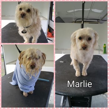 Dapper Dog - Pet Groomers Near Me - Independence , Oregon
