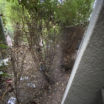 Skyloft Apartments - Dead trees I've been asking them to remove - Apartments Near Me - Irvine, California Skyloft Apartments - Dead trees I've been asking them to remove - Apartments Near Me - Irvine, California