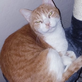 Purrfect Paws Pet Sitting - Pet Sitting Near Me - Mesa, Arizona Purrfect Paws Pet Sitting - Pet Sitting Near Me - Mesa, Arizona