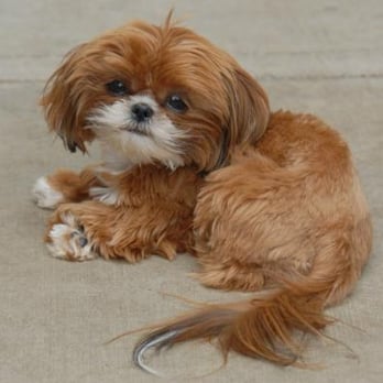 Tuscany's Tiny Shih Tzu - Pet Breeders Near Me