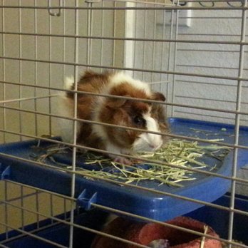 All Creatures Care Cottage - Happy piglet home and feeling better! - Veterinarians Near Me - Costa Mesa, California All Creatures Care Cottage - Happy piglet home and feeling better! - Veterinarians Near Me - Costa Mesa, California