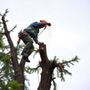 Photo of Tree Surgeons