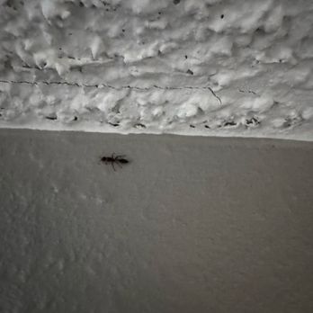 Sheraton Orlando North Hotel - Ants - Hotels Near Me - Maitland, Florida Sheraton Orlando North Hotel - Ants - Hotels Near Me - Maitland, Florida