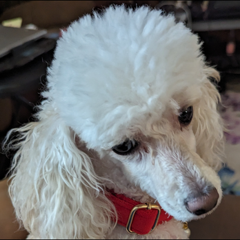 Scoop Soldiers - My baby Mr. Peach - Pet Waste Removal Near Me Scoop Soldiers - My baby Mr. Peach - Pet Waste Removal Near Me