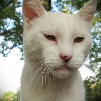Foxfire Resort - Resident cat. Very friendly. - Vacation Rentals Near Me - Branson, Missouri