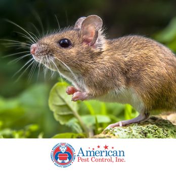 American Pest Control - Pest Control Near Me - Greensboro, Georgia American Pest Control - Pest Control Near Me - Greensboro, Georgia