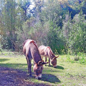 Barron Park Donkeys - Community Service/Non-Profit Near Me - Palo Alto, California Barron Park Donkeys - Community Service/Non-Profit Near Me - Palo Alto, California