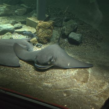 Ocean World - Stingray - Aquariums Near Me - Crescent City, California