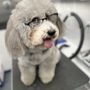 Photo of Pampered Tails West LA Mobile