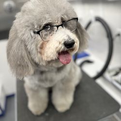 Pampered Tails West LA Mobile - Best mobile pet groomer in santa monica