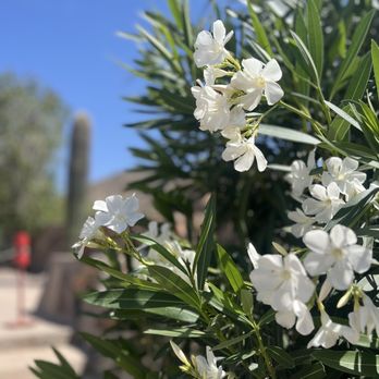 Taliesin West - Architectural Tours Near Me - Scottsdale, Arizona Taliesin West - Architectural Tours Near Me - Scottsdale, Arizona