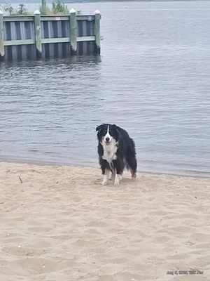 Summer House by null