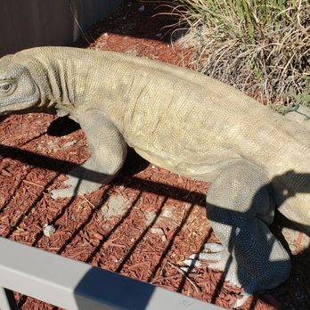 Cabazon Dinosaurs - Museums Near Me - Cabazon, California