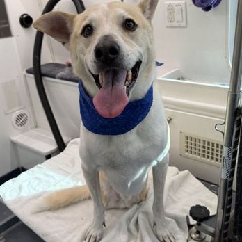 Scrub A Pup - Pet Groomers Near Me Scrub A Pup - Pet Groomers Near Me