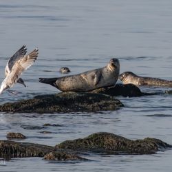 Gateway National Recreation Area - "Give Seals Space" - Make sure to bring binoculars or a camera with a telephoto lens.