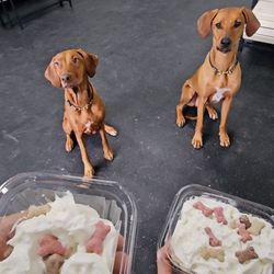 Snouts & Stouts - Pups waiting for their pup cups