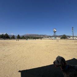 Fillmore Dog Park - Benny looking for grass...