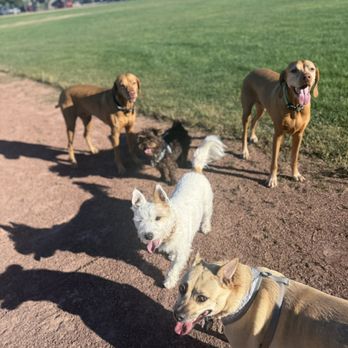 Pooch Patrol - Happy Campers at Pooch Patrol - Dog Walkers Near Me - Redwood City, California Pooch Patrol - Happy Campers at Pooch Patrol - Dog Walkers Near Me - Redwood City, California