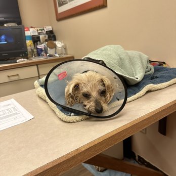 East Hilliard Veterinary Services - Blanket/Towel Provided by Vet - Veterinarians Near Me - Hilliard, Ohio East Hilliard Veterinary Services - Blanket/Towel Provided by Vet - Veterinarians Near Me - Hilliard, Ohio