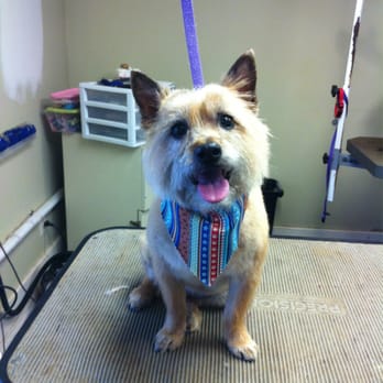 Pampered Paws - Pet Groomers Near Me - Brewerton, New York Pampered Paws - Pet Groomers Near Me - Brewerton, New York