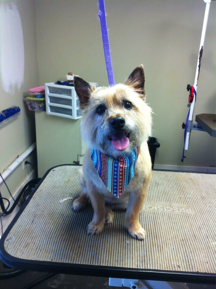 pampered paws boarding