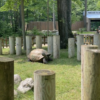 Binder Park Zoo - The Aldabra Tortoise - Zoos Near Me - Battle Creek, Michigan Binder Park Zoo - The Aldabra Tortoise - Zoos Near Me - Battle Creek, Michigan