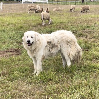 Greene Jungle Farm - LGD with his sheep - Attraction Farms Near Me - Ridgefield, Washington Greene Jungle Farm - LGD with his sheep - Attraction Farms Near Me - Ridgefield, Washington