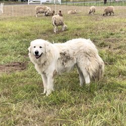 Greene Jungle Farm - LGD with his sheep