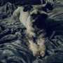 Happy Pet Grooming