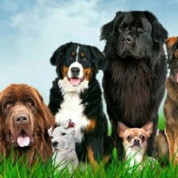 Royal Pet Rescue