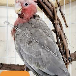 Parrot Parade Aviary
