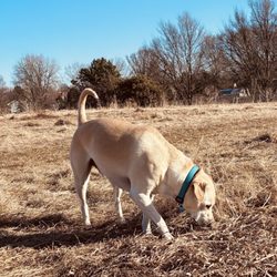 Sycamore Park - Dog Off-Leash Park