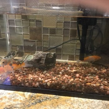 Petco - Pet Stores Near Me - Sunnyvale, California Petco - Pet Stores Near Me - Sunnyvale, California