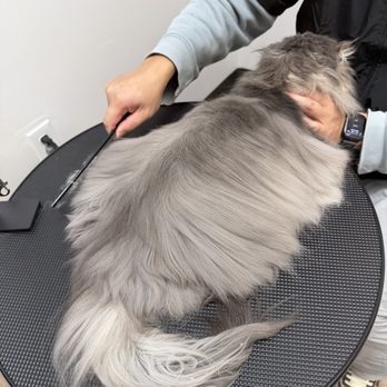 Pawfect Pet Grooming - Pet Groomers Near Me - Sterling Heights, Michigan Pawfect Pet Grooming - Pet Groomers Near Me - Sterling Heights, Michigan