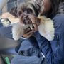 Photo of Solo Dog Grooming
