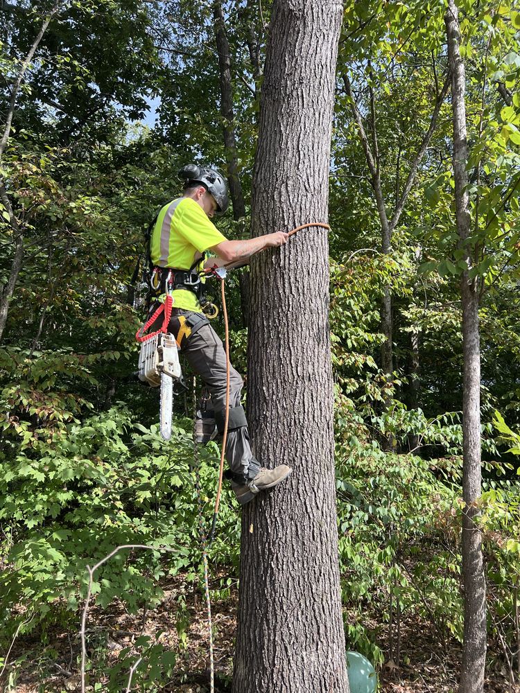 Morris Tree Service - tree service in Creve Coeur, IL