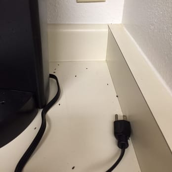 Mice Droppings On My Kitchen Counter Yelp