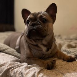 Dirty Dawgs Day Spa & Resort