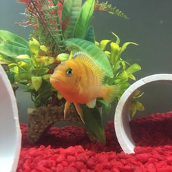 A beautiful African cichlid!