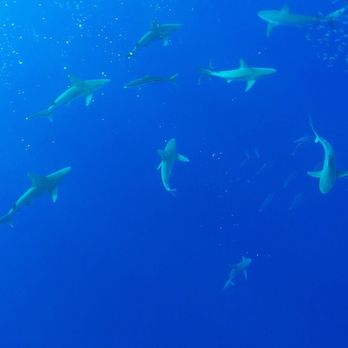 One Ocean Diving - Free Diving Near Me - Haleiwa, Hawaii