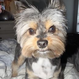 My yorkie Theo after grooming!