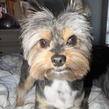 Dream Pet Grooming  - My yorkie Theo after grooming! - Pet Groomers Near Me - Irvine, California