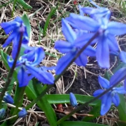 St. Paul Woods - Spring flowers