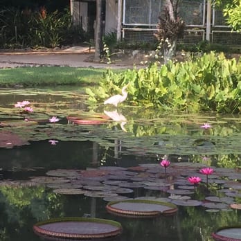 Jardim Botânico - Herron in the pond - Botanical Gardens Near Me - Rio de Janeiro, RJ