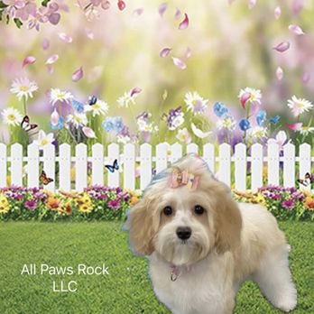 All Paws Rock - Just a cute little puppy named ginger - Pet Groomers Near Me - Cherry Hill, New Jersey All Paws Rock - Just a cute little puppy named ginger - Pet Groomers Near Me - Cherry Hill, New Jersey