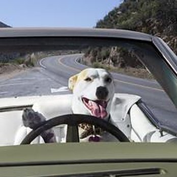 Pawsitive Dog - Paw Taxi - leave the driving to us to transport your pet to appointments etc - Pet Training Near Me - Roberts, Wisconsin Pawsitive Dog - Paw Taxi - leave the driving to us to transport your pet to appointments etc - Pet Training Near Me - Roberts, Wisconsin