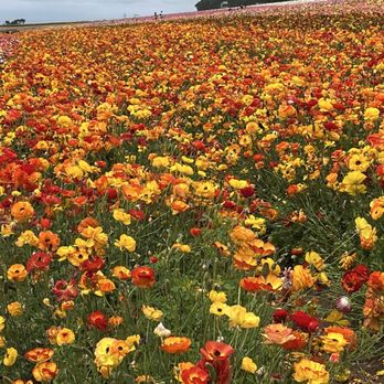 The Flower Fields - Venues & Event Spaces Near Me - Carlsbad, California The Flower Fields - Venues & Event Spaces Near Me - Carlsbad, California