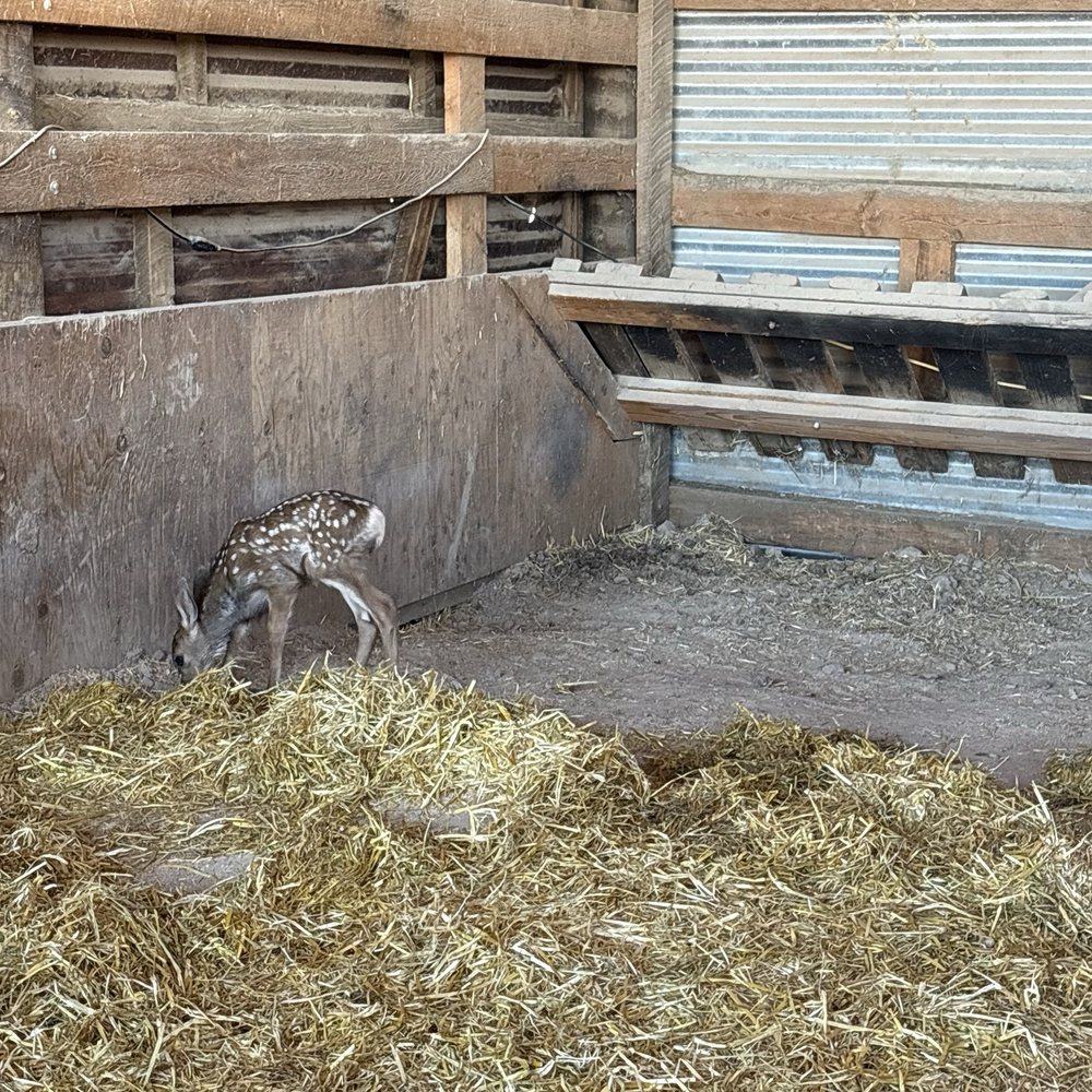 Terry Bison Ranch Resort - Baby deer - Venues & Event Spaces Near Me - Cheyenne, Wyoming
