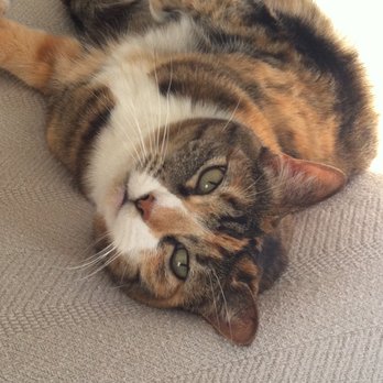 Albuquerque Cat Clinic - Veterinarians Near Me - Albuquerque, New Mexico